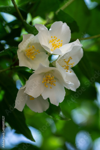 White fresh jasmine flowers. Close up.