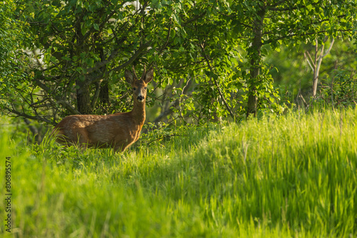 Ein Rehbock im Frühling im Fellwechsel  photo