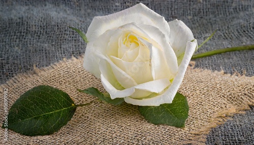white rose on wooden table, 