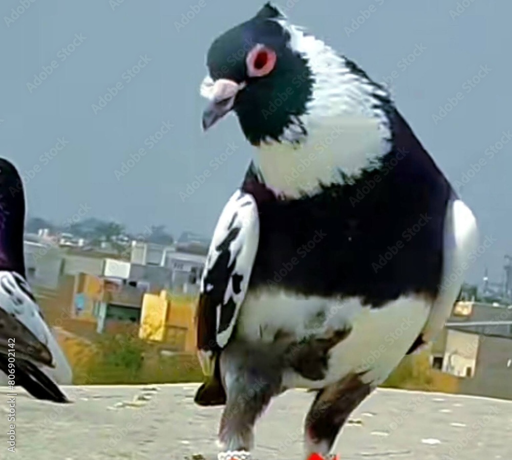 Fototapeta premium penguin on the beach