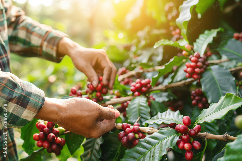Close-up of farmer's hands harvesting red coffee beans in the field Close-up of farmer's hands harvesting red coffee beans in the field