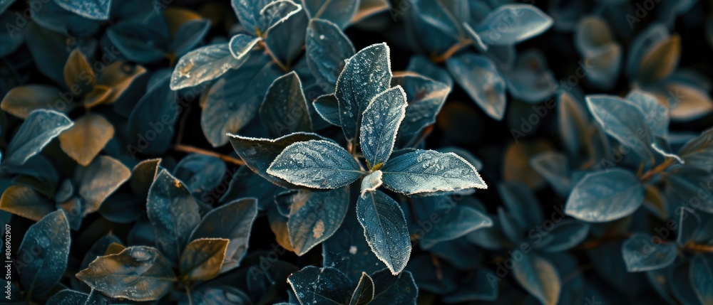 Detailed macro shot of frost on leaves during early morning Detailed macro shot of frost on leaves during early morning