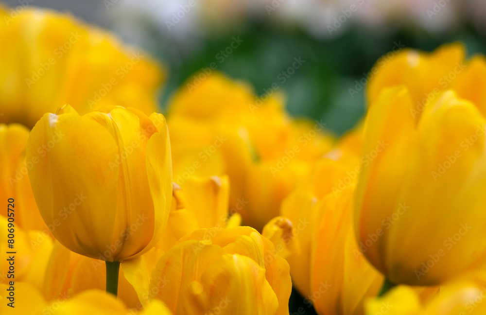 Tulips flower blooming in the colorful background Tulips flower blooming in the colorful background