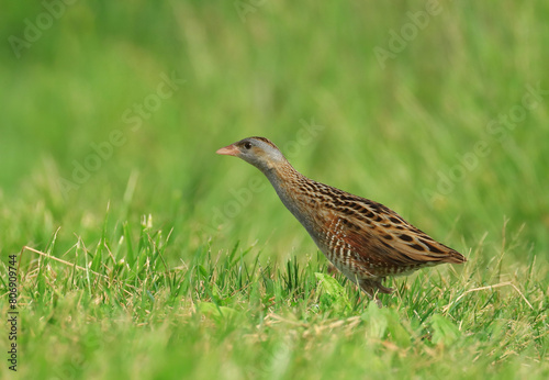 Corn crake, Crex crex, calling from the meadow