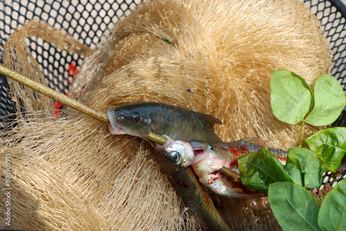 A river fish mercilessly took a branch into its mouth. Hunted fish were placed in a net They were hunted for food by the rural people. photo