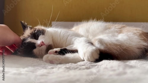 Young siamese cat is lying indoors on the sunlight. Woman is petting a cat. Indoors video of resting cat. Happy siamese cat. Soft warm undoor footage of domestic pet photo