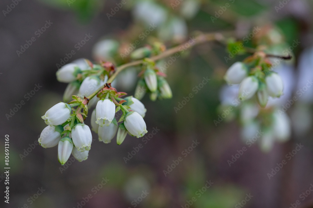 April 20th 2024: blueberry flower in full bloom during spring season