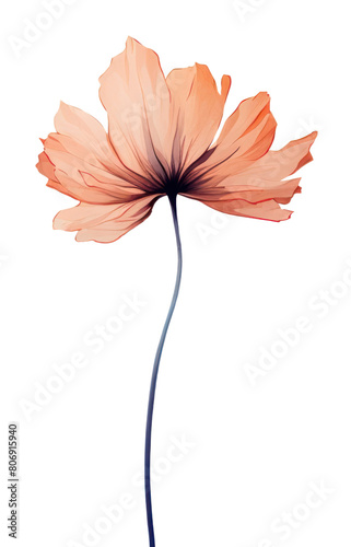 PNG A wildflower petal plant inflorescence