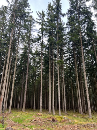 trees in the forest