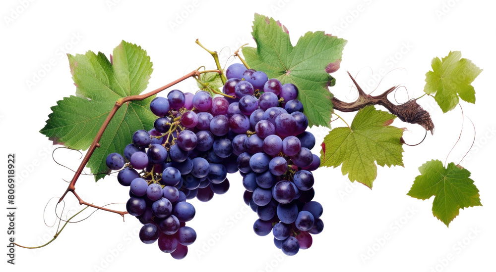 Fototapeta premium PNG Grape vine grapes purple plant.