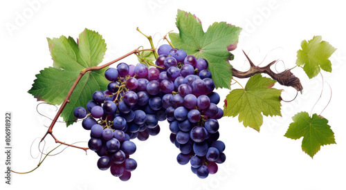 PNG Grape vine grapes purple plant.