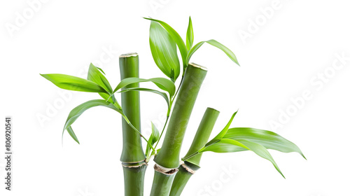 Fresh Bamboo on white background