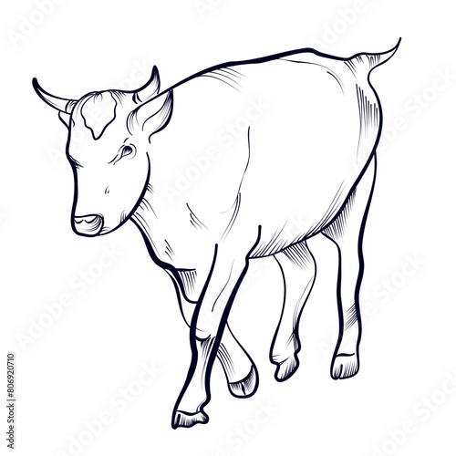 black and white drawing by the hand of a bull vector