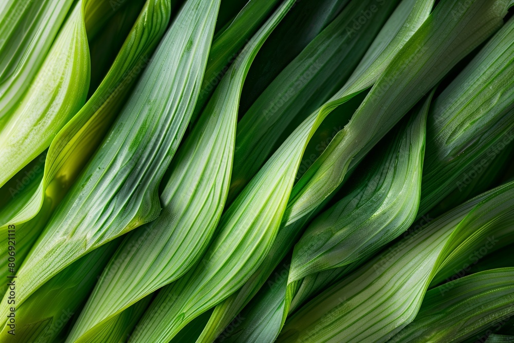 Intricate Patterns and Bright Hues of Fresh Leek Detail for Natural Textured Backgrounds Intricate Patterns and Bright Hues of Fresh Leek Detail for Natural Textured Backgrounds