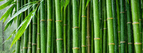 Natural green bamboo background. bamboo stems  exhibiting their natural green hue and segmented texture. Perfect for adding an organic and fresh feel to various visual projects