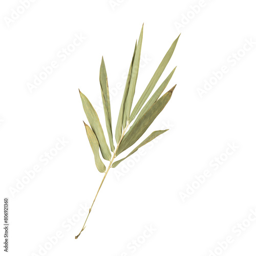 Beautiful dry bamboo leaves branch isolated on transparent background 