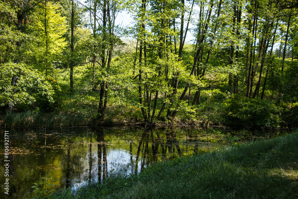 Green deciduous trees reflected in the lake water.