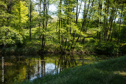 Green deciduous trees reflected in the lake water.