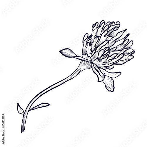 hand drawing of a clover flower vector illustration
