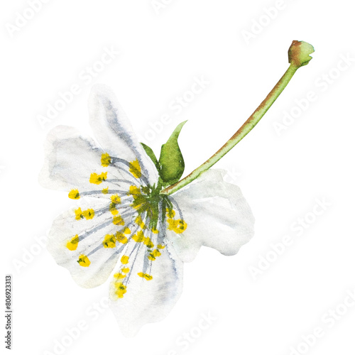 Watercolor illustration of a cherry flower, blooming cherry, white cherry flower on a stem. Hand drawn cherry flower.