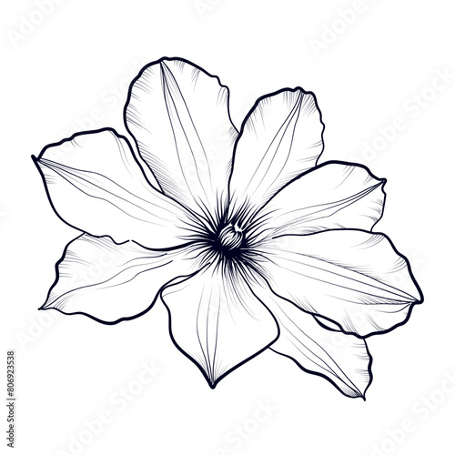 vector illustration of a clematis branch hand drawing