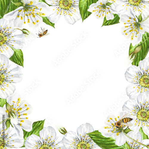 Watercolor frame of white cherry and bee flowers. Beautiful frame with cherry flowers and leaves, hand drawn.