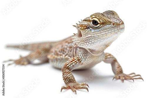 lizard isolated on white background