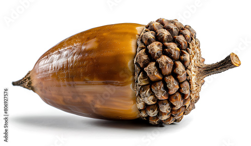 macrophoto acorn isolated on white background photo