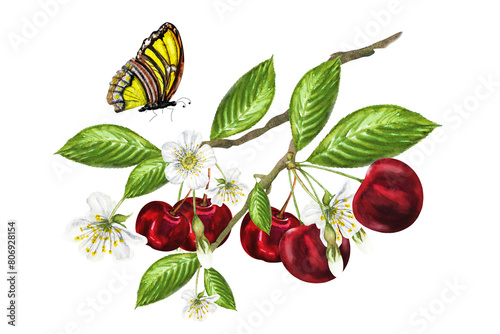 Watercolor illustration of a cherry branch and a butterfly, on a branch there are ripe juicy cherries, flowers and green leaves. Hand drawn cherry on a branch with a butterfly.