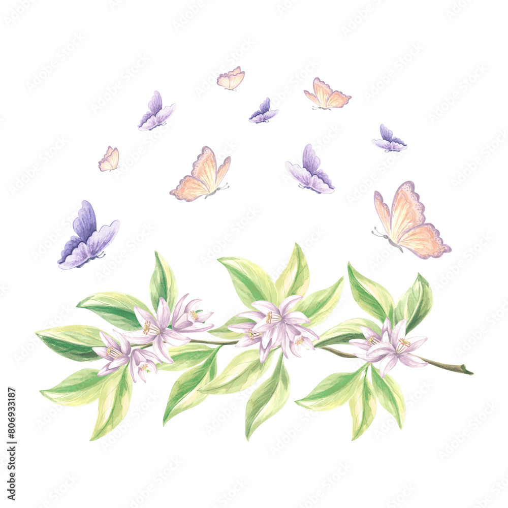 Butterflies flutter over blossoming branch of citrus tree. Hand drawn watercolor illustration spring flowers of oranges. Isolated summer template for print , cards, scrapbooking, embroidery, textile.