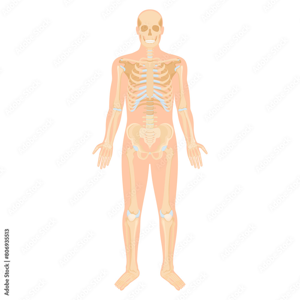 Systems of organs of the human body: circulatory, nervous, skeletal, digestive, male reproductive, female reproductive, respiratory and urinary systems. Anatomical vector illustration. Systems of organs of the human body: circulatory, nervous, skeletal, digestive, male reproductive, female reproductive, respiratory and urinary systems. Anatomical vector illustration.