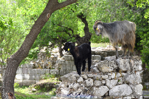 Ancient City of Kaunos. Goats. Turkey