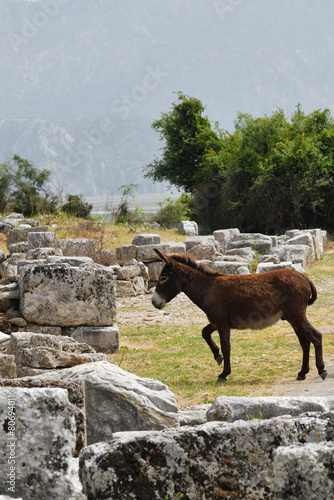 Ancient City of Kaunos. Donkey. Turkey