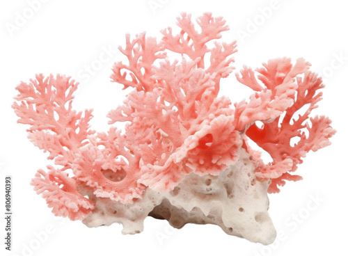PNG Coral nature sea white background.