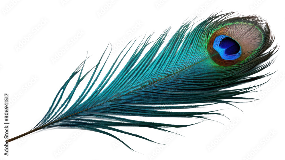 Fototapeta premium PNG Peacock feather bird lightweight.