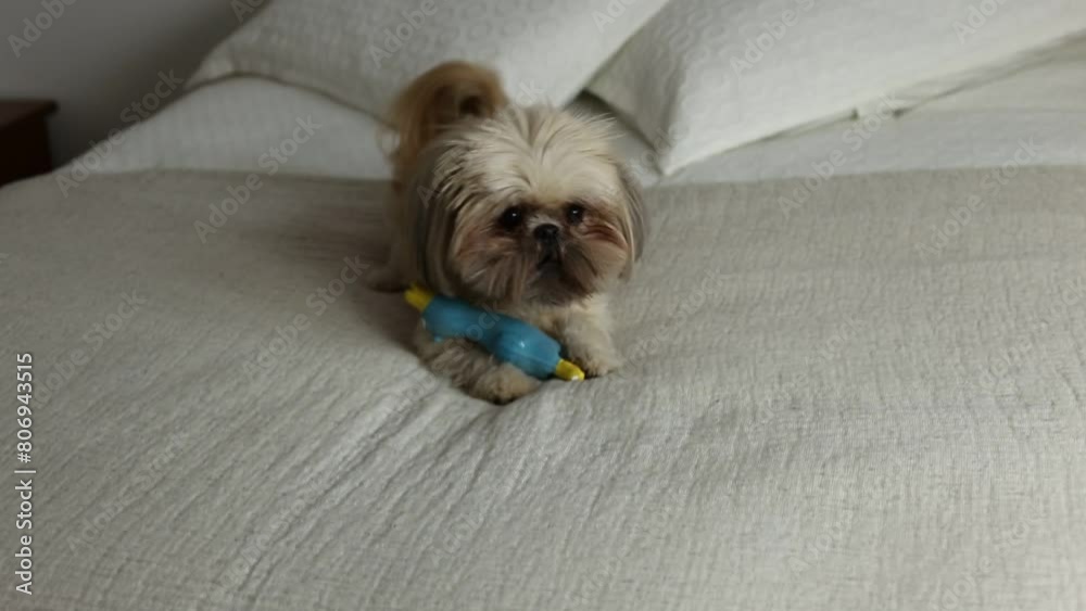 Cute beige and brown Shih Tzu barking and playing with squeaky toy on bed