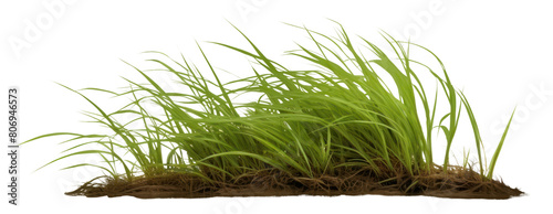 PNG Grass outdoors nature plant. #806946573
