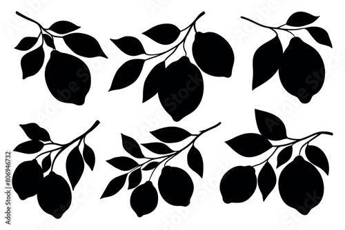 Lemon branches silhouettes set isolated on white background. Lemon fruits on branches silhouettes