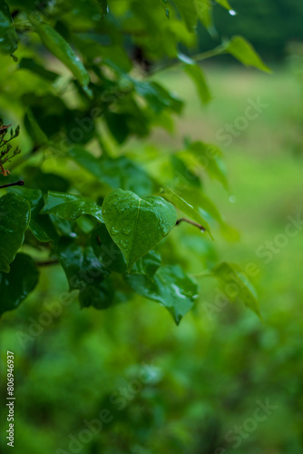 green leaves in the rain