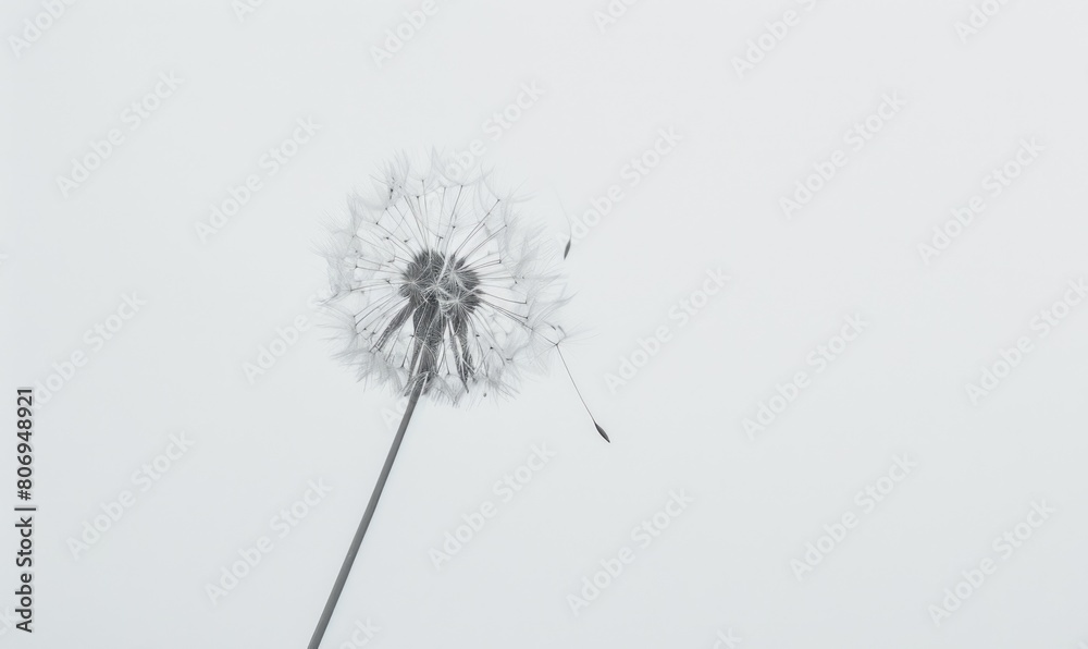 custom made wallpaper toronto digitalA pristine white dandelion gently swaying against a clean white backdrop