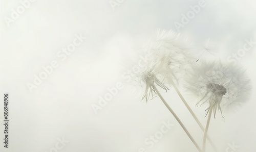 A pristine white dandelion gently swaying against a clean white backdrop