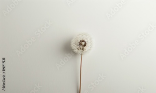 A white dandelion gently resting on a white background  purity