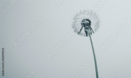 A white dandelion gracefully poised on a soft white surface