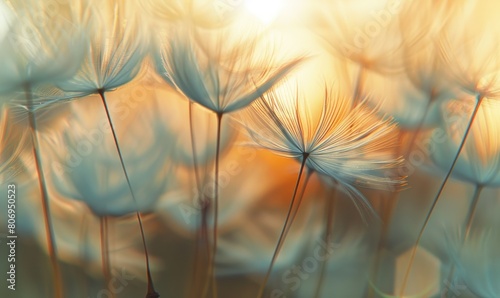 Dandelion seeds gliding through the air