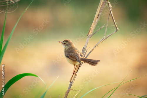a small plain prinia bird perched at the end of a wood. common tailorbird Summertime photography  photo