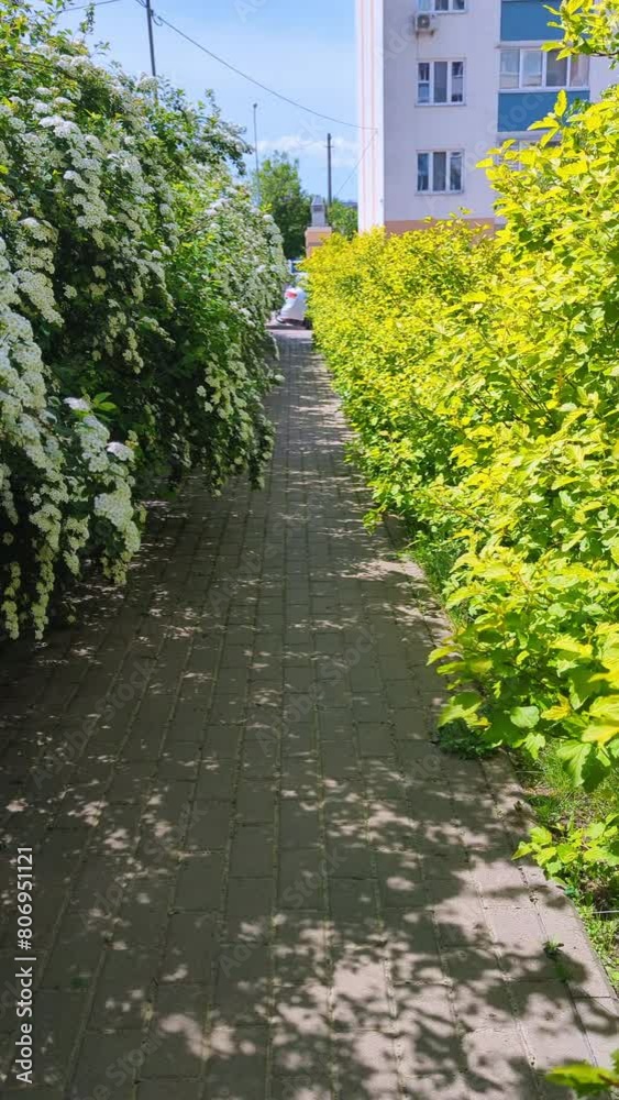 Camera moves along the alley of green bushes with white flowers. Perfect Walk in the summer near house park, sunshine daytime Camera moves along the alley of green bushes with white flowers. Perfect Walk in the summer near house park, sunshine daytime