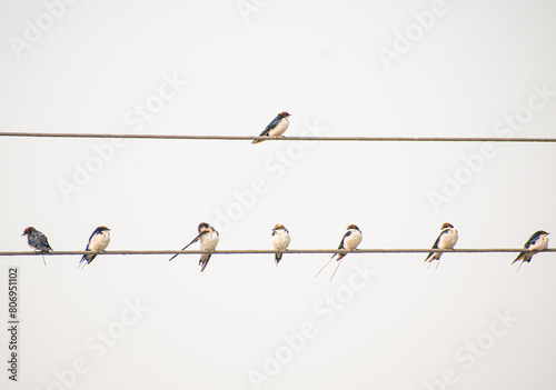 Birds on Electric Wire Morning bird Photography 