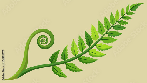A slowly unfurling fern leaf representing the gradual but continuous growth that occurs on our personal journeys.. Vector illustration
