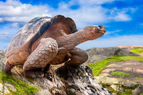 Large turtle stands on rocks. Exotic animal. Old turtle in rocky area. Fauna of southern countries. Turtle inspects nature. Tortoise under blue sky. Testudinate close-up. Galapagos islands. Ecuador photo