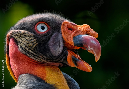 A close up of the King Vulture photo